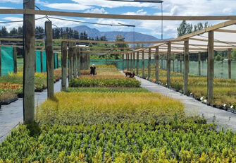 Queenstown Nursery land